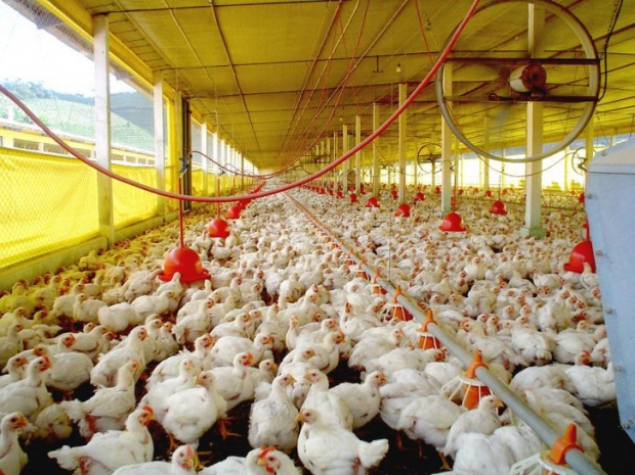 Granja de frango em Santa Catarina para exportação